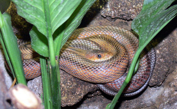 Baird's Rat Snake | Elaphe bairdi photo