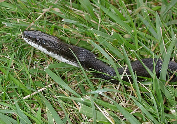 Common Rat Snake | Elaphe obsoleta photo