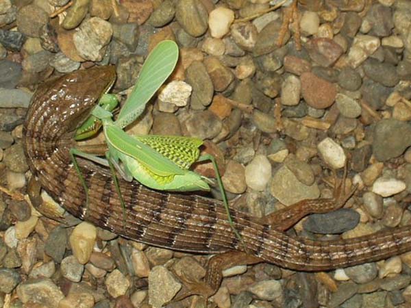 Southern Alligator Lizard | Elgaria multicarinata photo