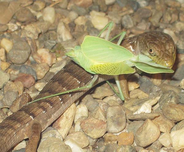 Southern Alligator Lizard | Elgaria multicarinata photo