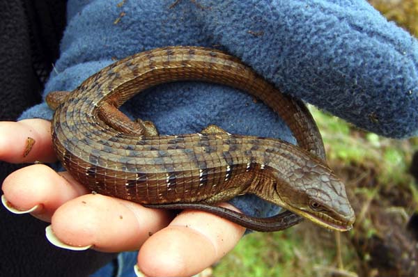 Northern Alligator Lizard | Elgaria coerulea photo