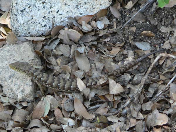 Southern Alligator Lizard | Elgaria multicarinata photo