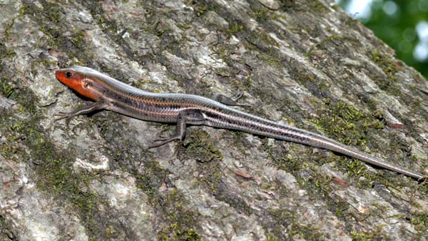 Five lined Skink | Eumeces fasciatus photo