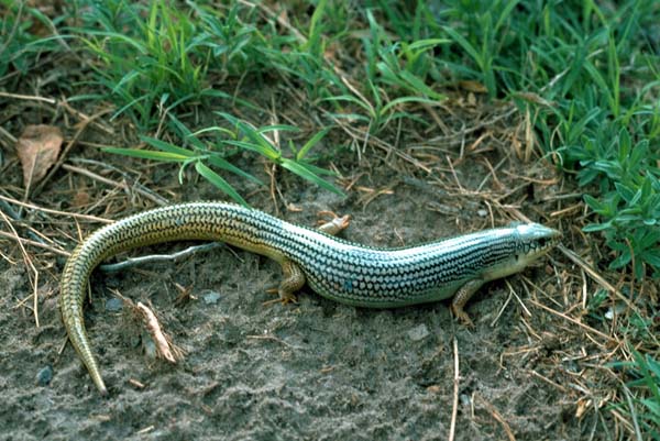 Great Plains Skink | Eumeces obsoletus photo