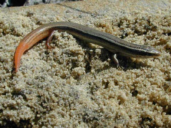 Mole Skink | Eumeces egregius photo