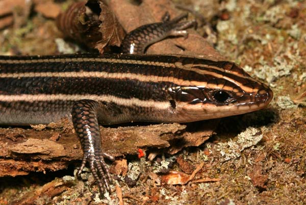 Five lined Skink | Eumeces fasciatus photo