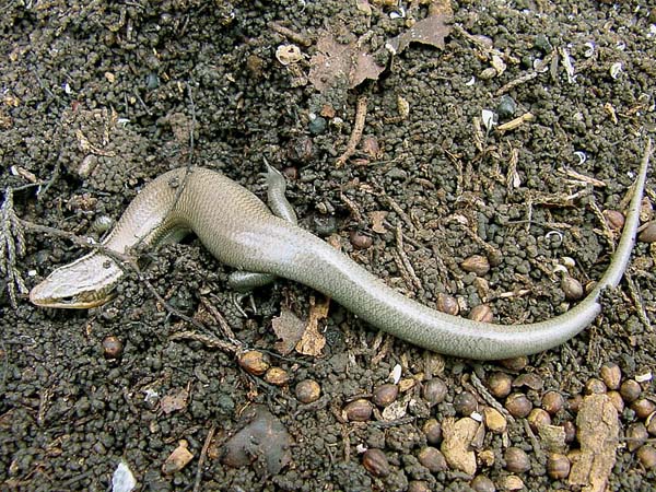 Four lined Skink | Eumeces tetragrammus photo