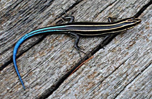 Five lined Skink | Eumeces fasciatus photo