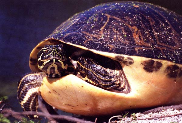 Florida Redbelly Turtle | Pseudemys nelsoni photo