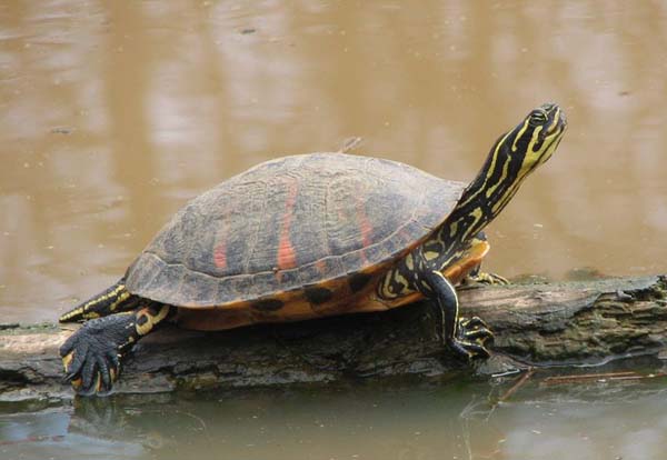 Florida Redbelly Turtle | Pseudemys nelsoni photo