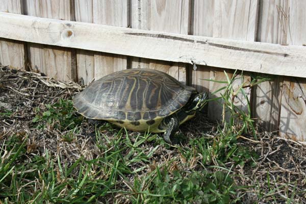 Cooter | Pseudemys floridana photo