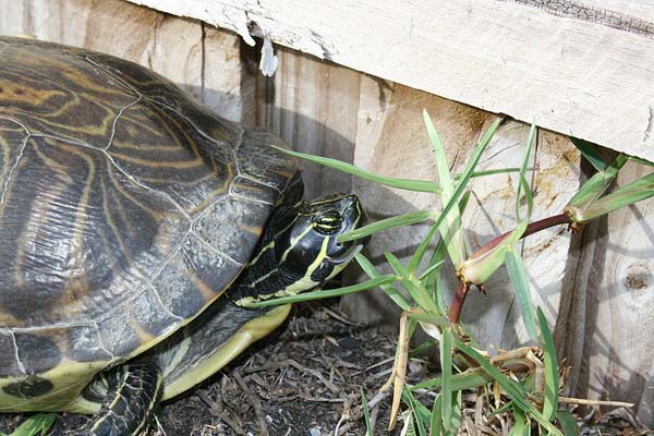 Cooter | Pseudemys floridana photo