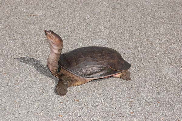 Florida Softshell | Apalone ferox photo