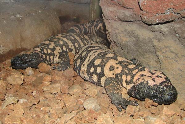 Gila Monster | Heloderma suspectum photo