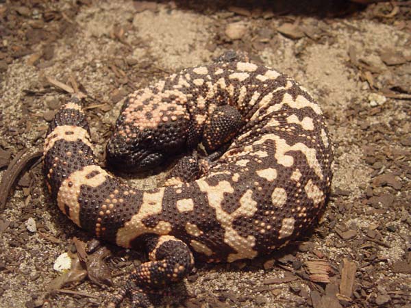 Gila Monster | Heloderma suspectum photo