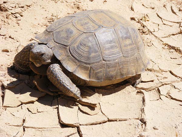 Desert Tortoise | Gopherus agassizii photo