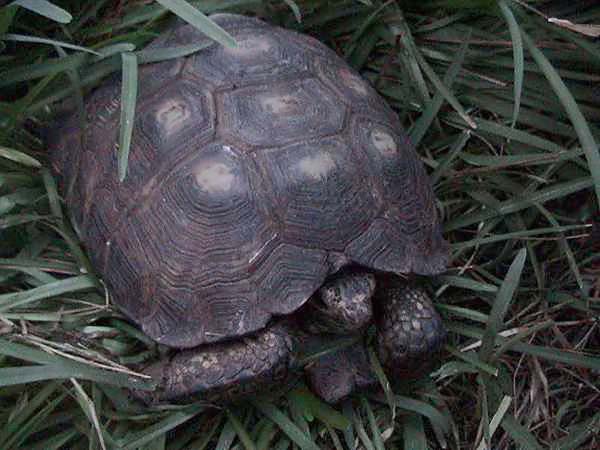 Texas Tortoise | Gopherus berlandieri photo