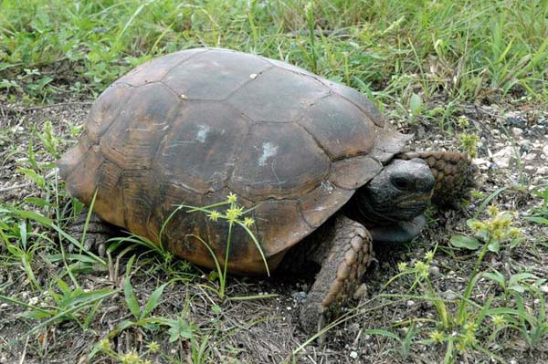 Gopher Tortoise | Gopherus polyphemus photo