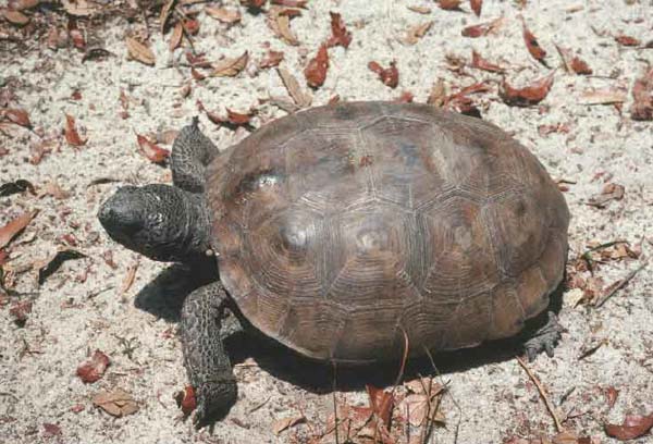 Gopher Tortoise | Gopherus polyphemus photo