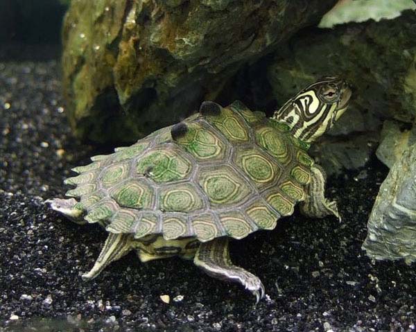 Barbour's Map Turtle | Graptemys barbouri photo