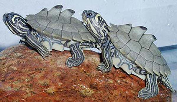 Black knobbed Map Turtle | Graptemys nigrinoda photo