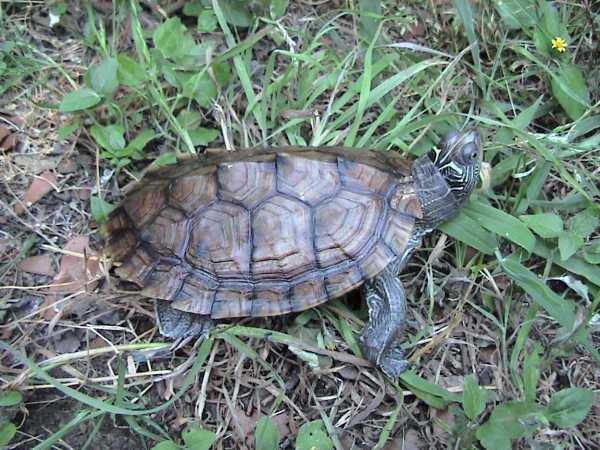 False Map Turtle | Graptemys pseudogeographica photo