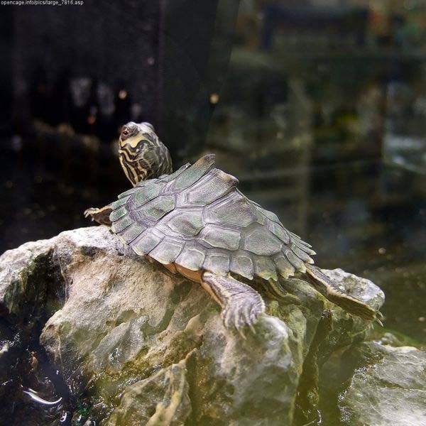 Alabama Map Turtle | Graptemys pulchra photo