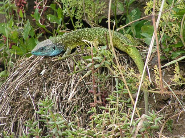 Green Lizard | Lacerta viridis photo