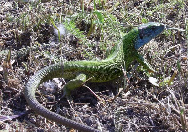 Green Lizard | Lacerta viridis photo