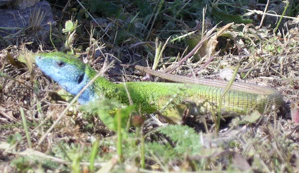 Green Lizard | Lacerta viridis photo