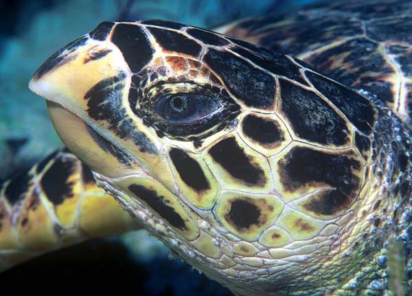 Hawksbill | Eretmochelys imbricata photo