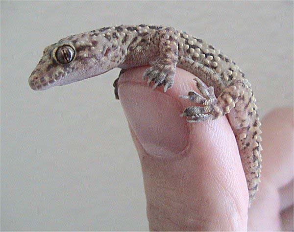 Mediterranean Gecko | Hemidactylus turcicus photo