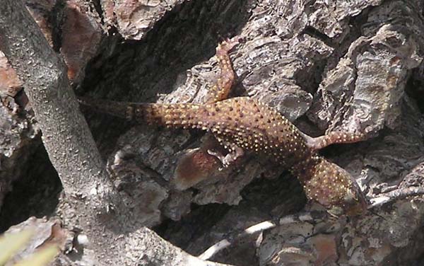 Mediterranean Gecko | Hemidactylus turcicus photo