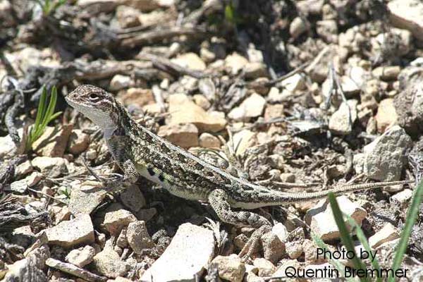 Lesser Earless Lizard | Holbrookia maculata photo