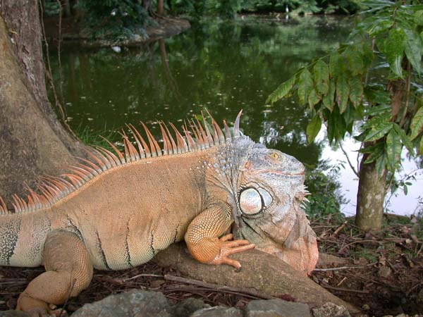 Common Iguana | Iguana iguana photo