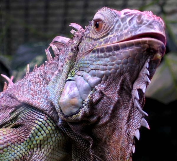Common Iguana | Iguana iguana photo