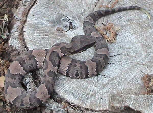 Western Cottonmouth | Agkistrodon piscivorus-leucostoma photo