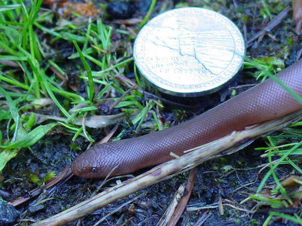 Rubber Boa | Charina bottae photo