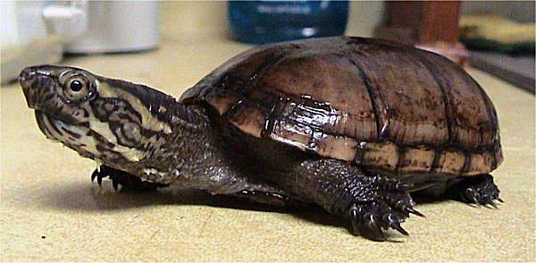 Eastern Mud Turtle | Kinosternon subrubrum photo