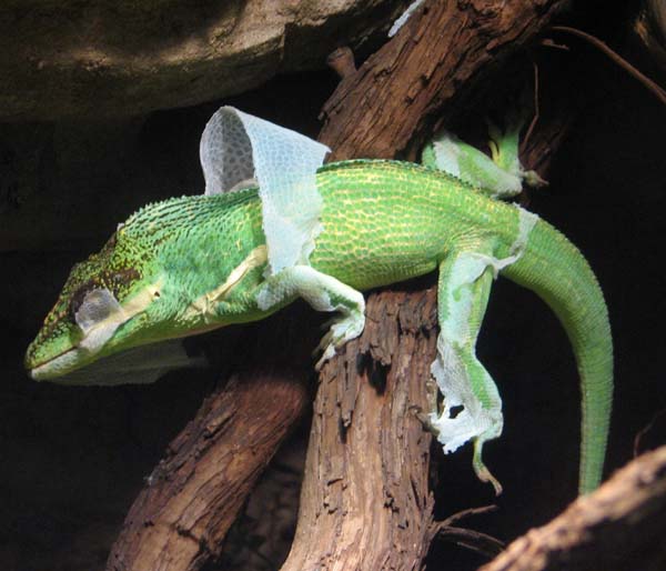 Knight Anole | Anolis equestris photo