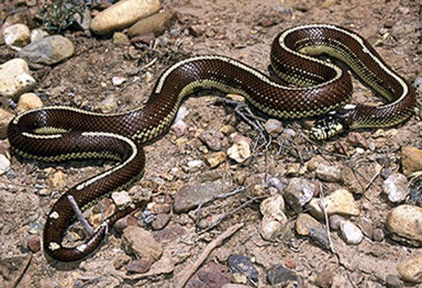 California Kingsnake | Lampropeltis getula-californiae photo