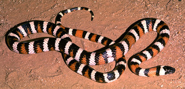 San Diego Mountain Kingsnake | Lampropeltis zonata-pulchra photo