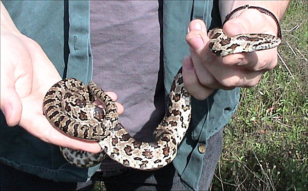 Prairie Kingsnake | Lampropeltis calligaster-calligaster photo