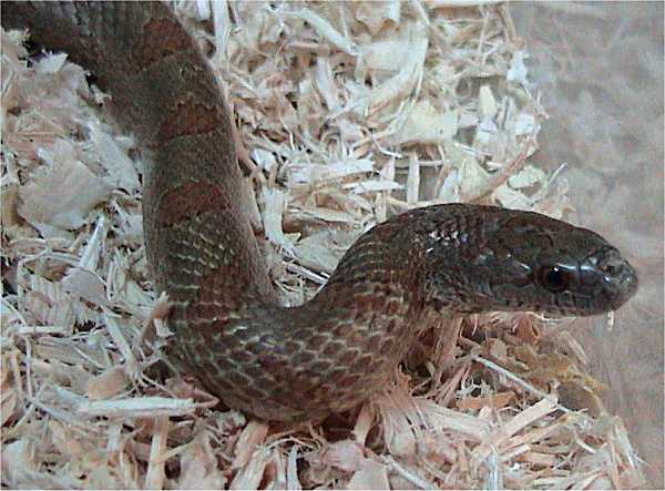 Mole Kingsnake | Lampropeltis calligaster-rhombomaculata photo