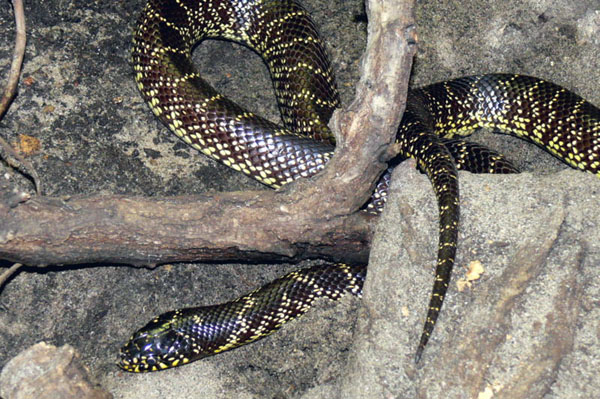 Desert Kingsnake | Lampropeltis getula-splendida photo