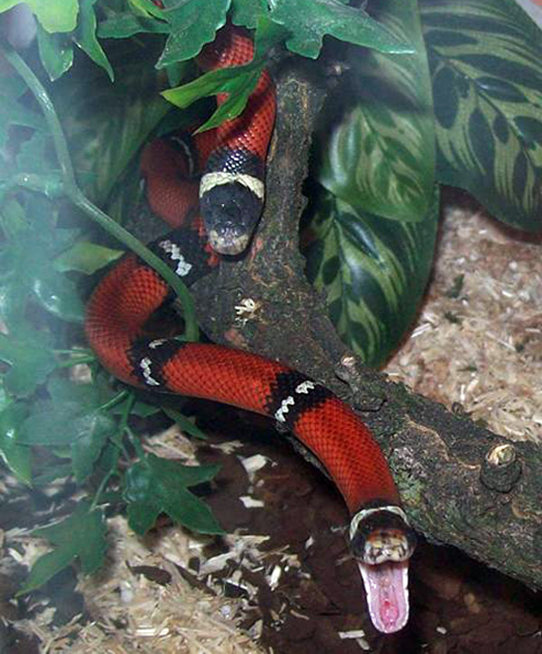 milk snake teeth