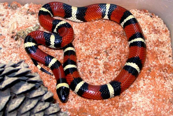 Mexican Milk Snake | Lampropeltis triangulum-annulata photo