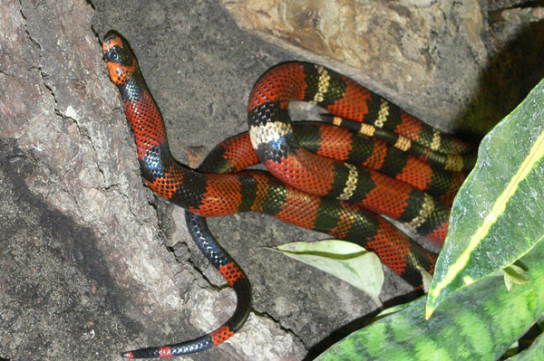 Honduran Milk Snake | Lampropeltis triangulum-hondurensis photo