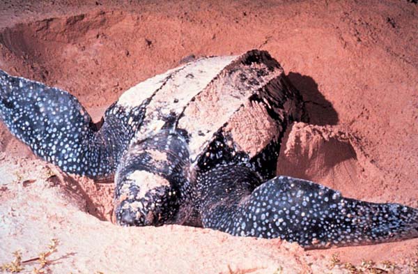 Leatherback Sea Turtle | Dermochelys coriacea photo