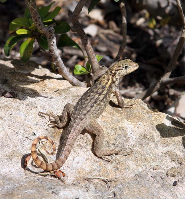 Curly tailed Lizard | Leiocephalus carinatus photo